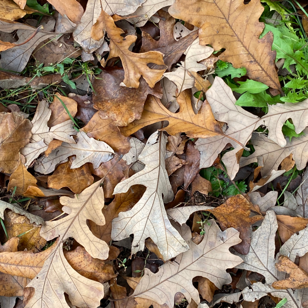 Dyeing with Oak Leaves to Make Natural Brown Fabric Dye T A L Ú