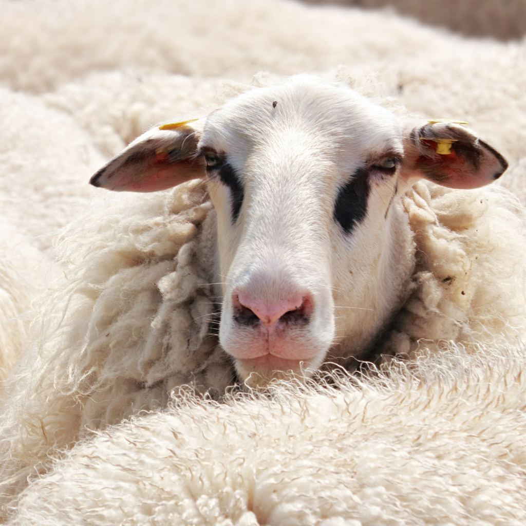 Wool Fabric Types and the Most Common uses in Fashion - T A L Ú